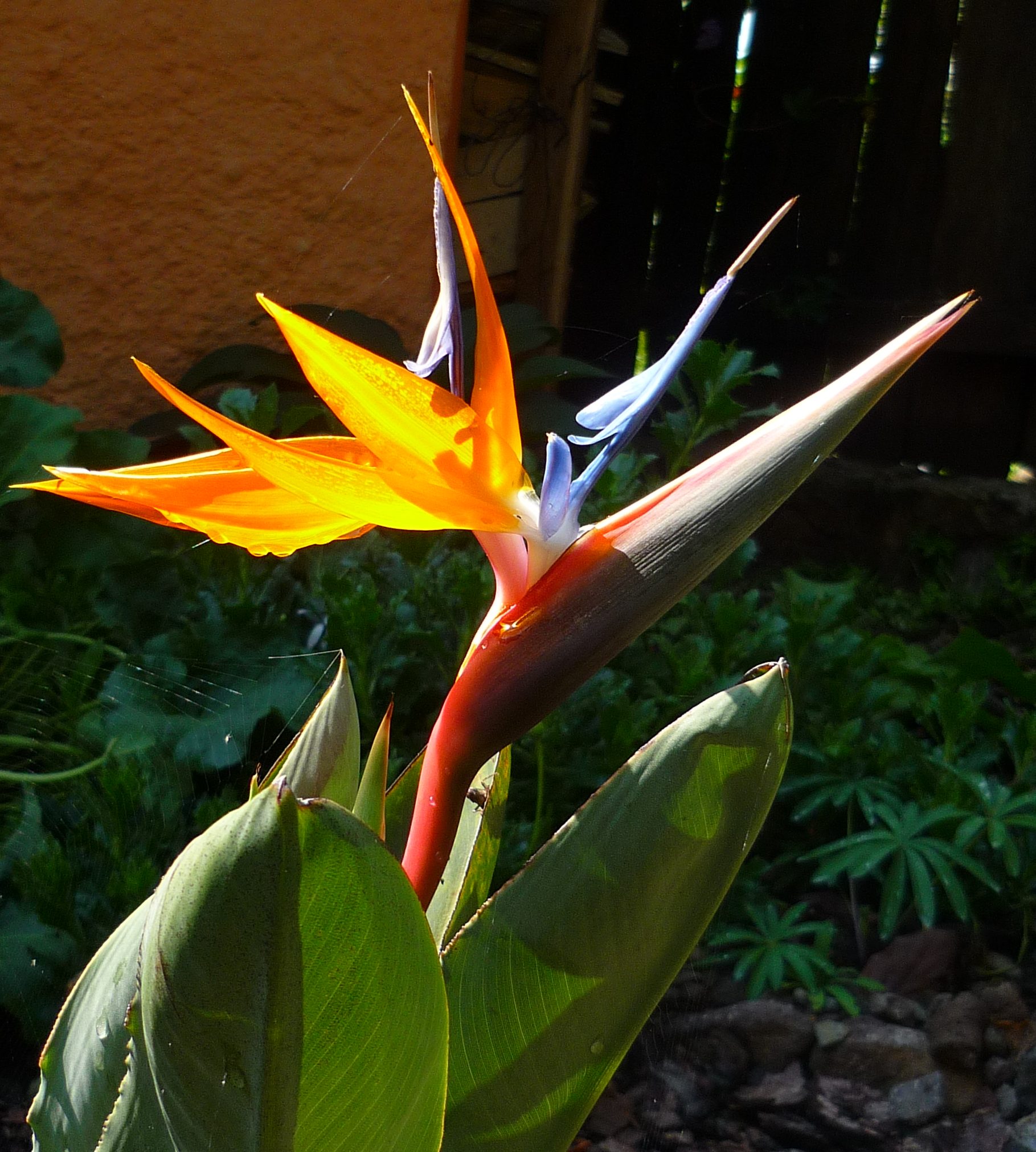 Bird of paradise flower, open and shining after it's long ripening period - by Mark Elmy