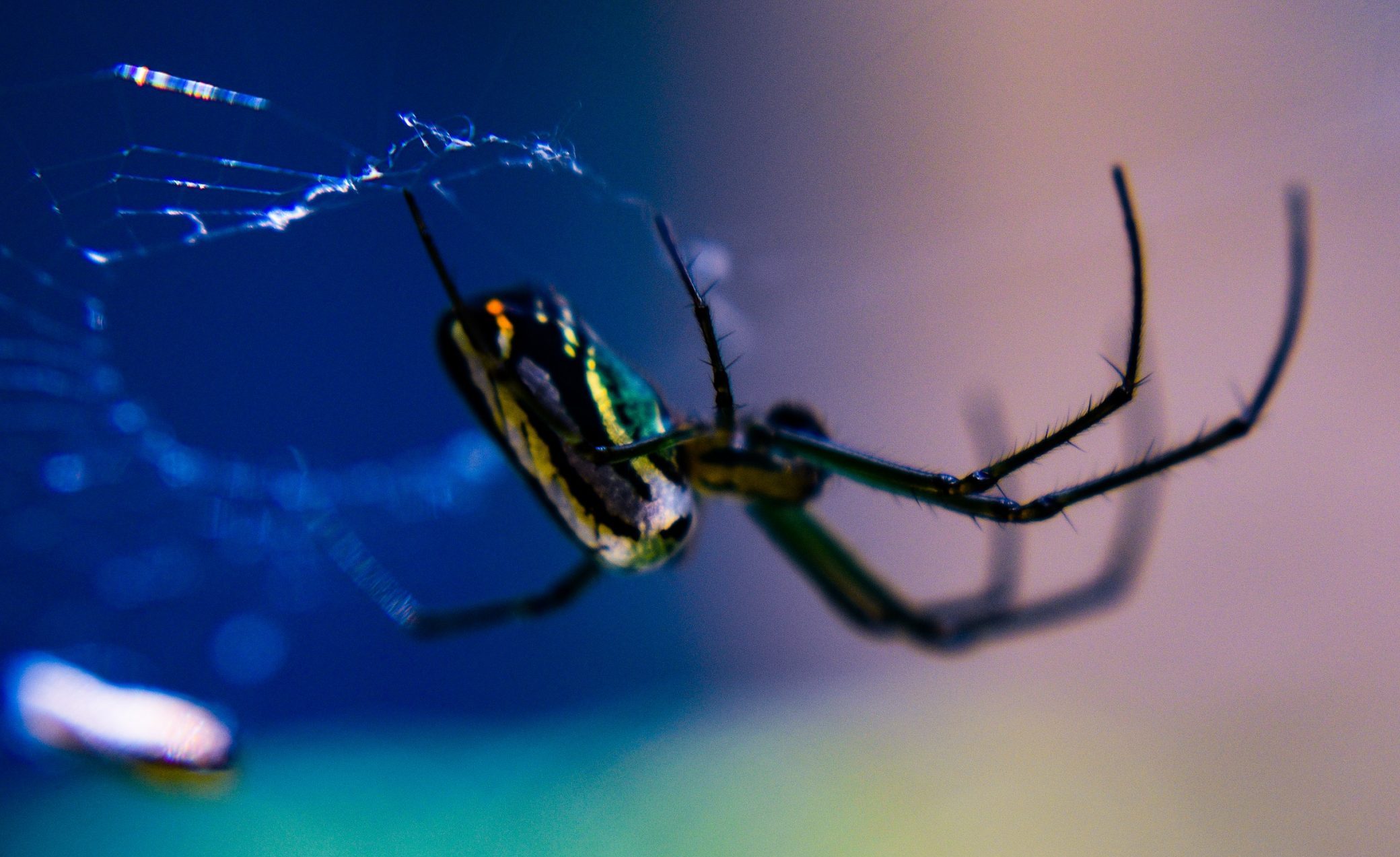 13 K At 27th January 2022 The Four Pillars   Garden Spider 3 Scaled E1612130359149 